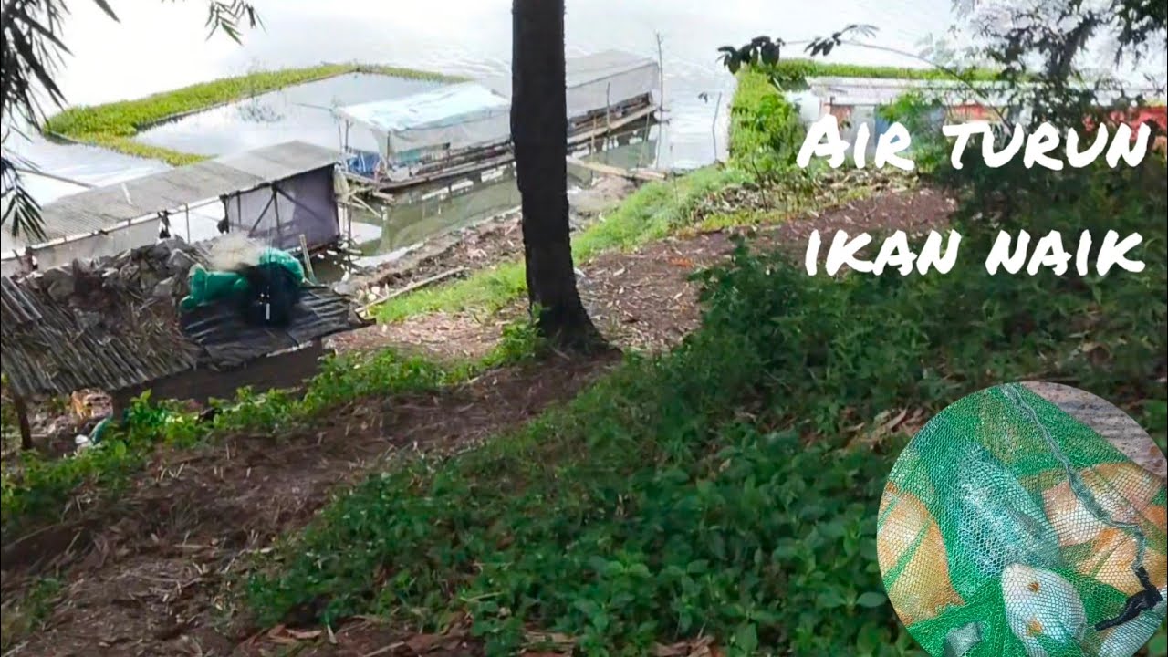 Benar Kata Yang Punya Lapak Kalu Airnya Turun Ikannya Pada Mau Naik