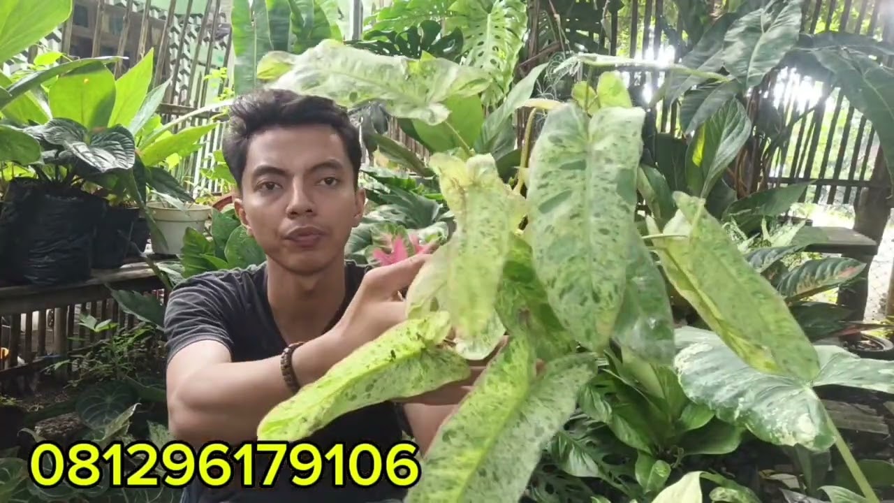 PROMO BUNGA HIAS MURAH BISA COD