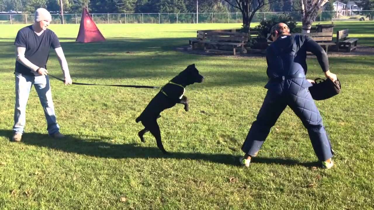 Irok Cane Corso Protection Training 11.24.13 6.5 Months