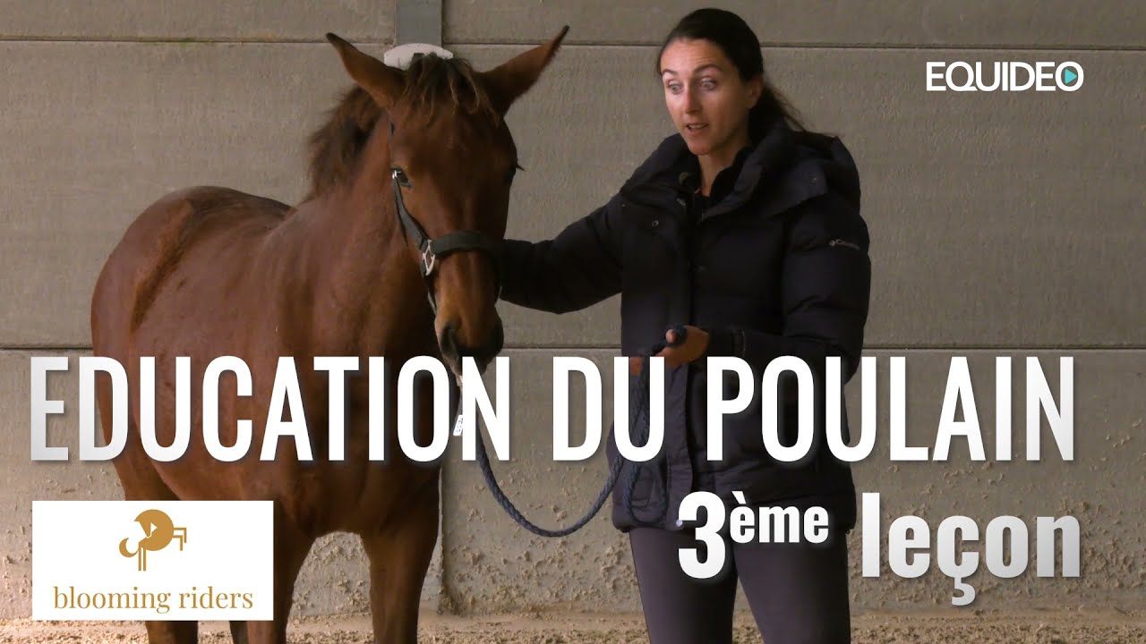 Marcher en main avec votre cheval en toute sécurité