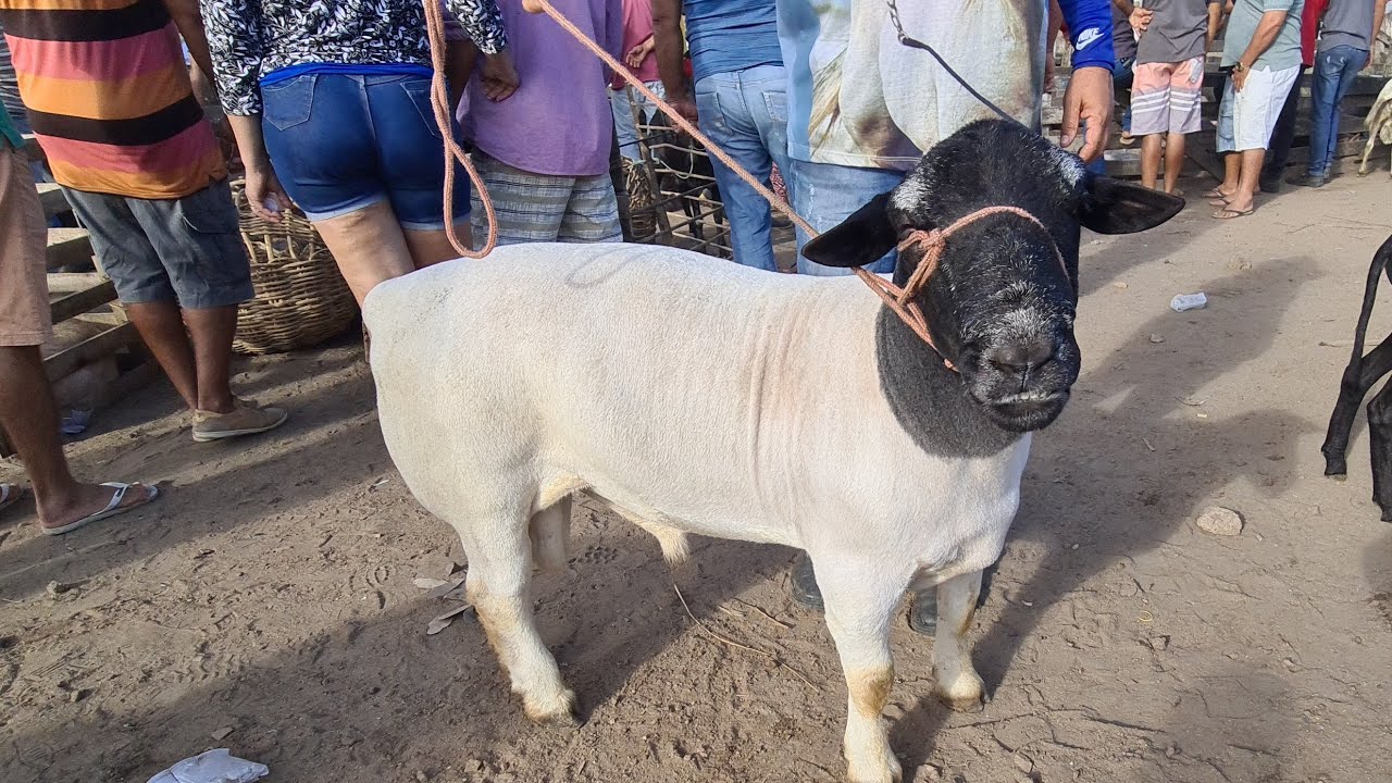 FEIRA DE OVINOS, CAPRINOS E SUÍNOS DE CARUARU PE,  TERÇA FEIRA 28/02/2023