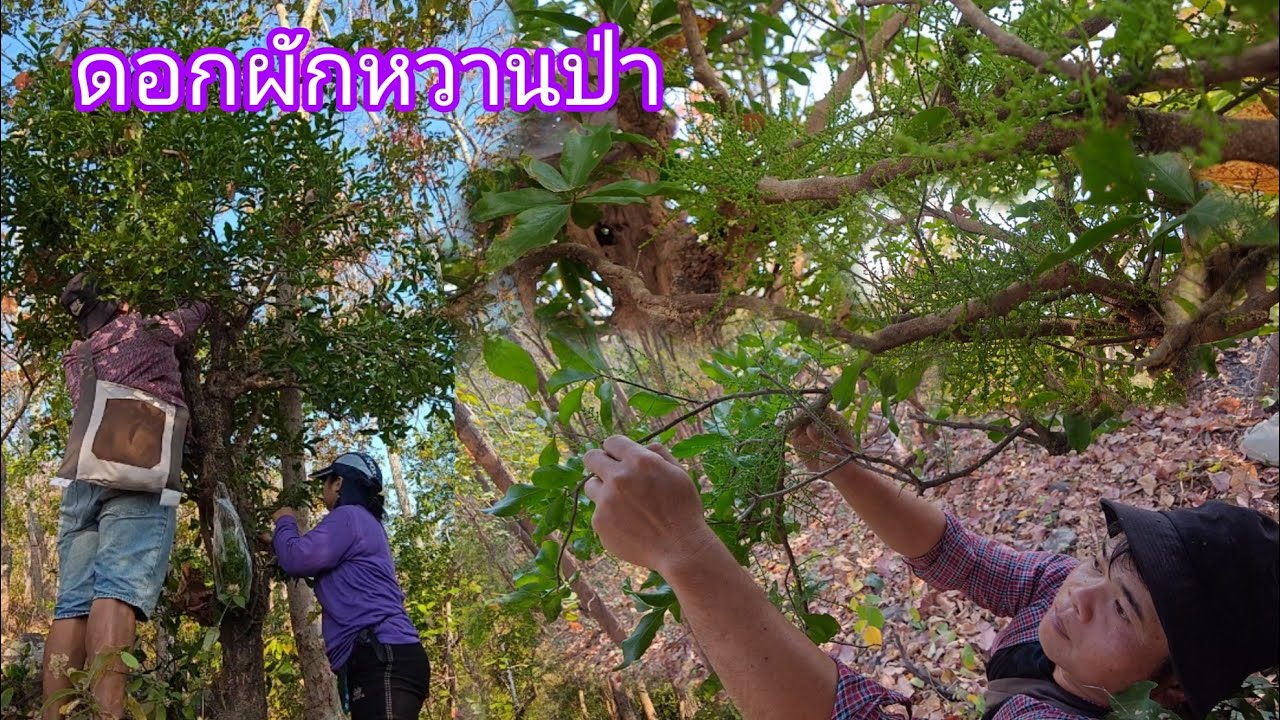 จุใจ !! ดอกผักหวานป่าแตกพะยุพะยะออกดอกเต็มต้น