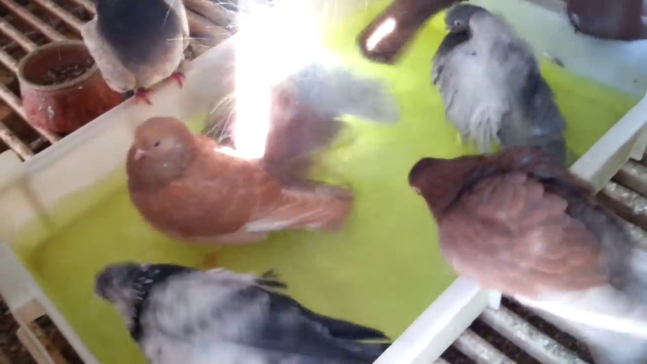 portuguese tumblers pigeons