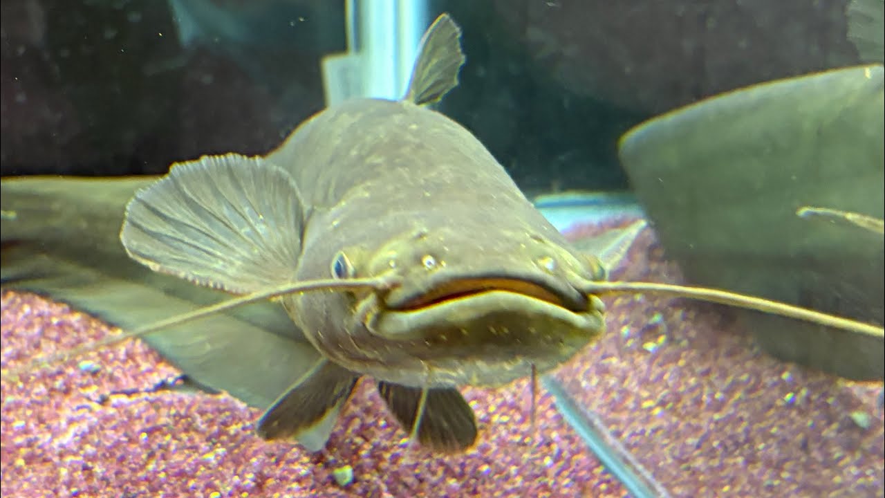 我が家で飼育しているイワトコナマズの紹介