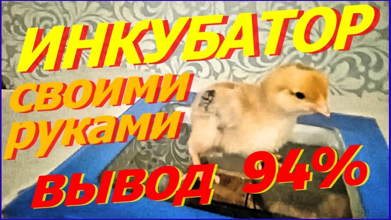 Самодельный инкубатор - это просто! Инкубатор своими руками