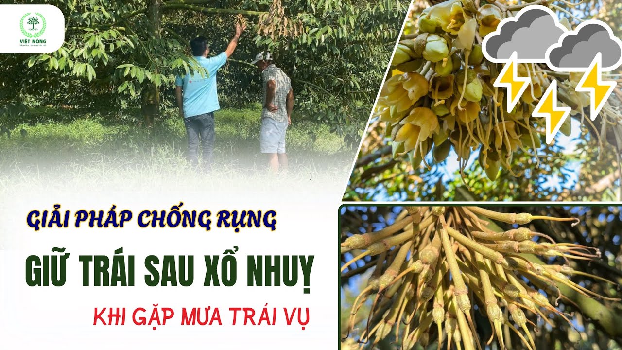 VIỆT NÔNG | GIẢI PHÁP CHỐNG RỤNG - GIỮ TRÁI SAU XỔ NHUỴ KHI GẶP MƯA TRÁI MÙA #việtnông
