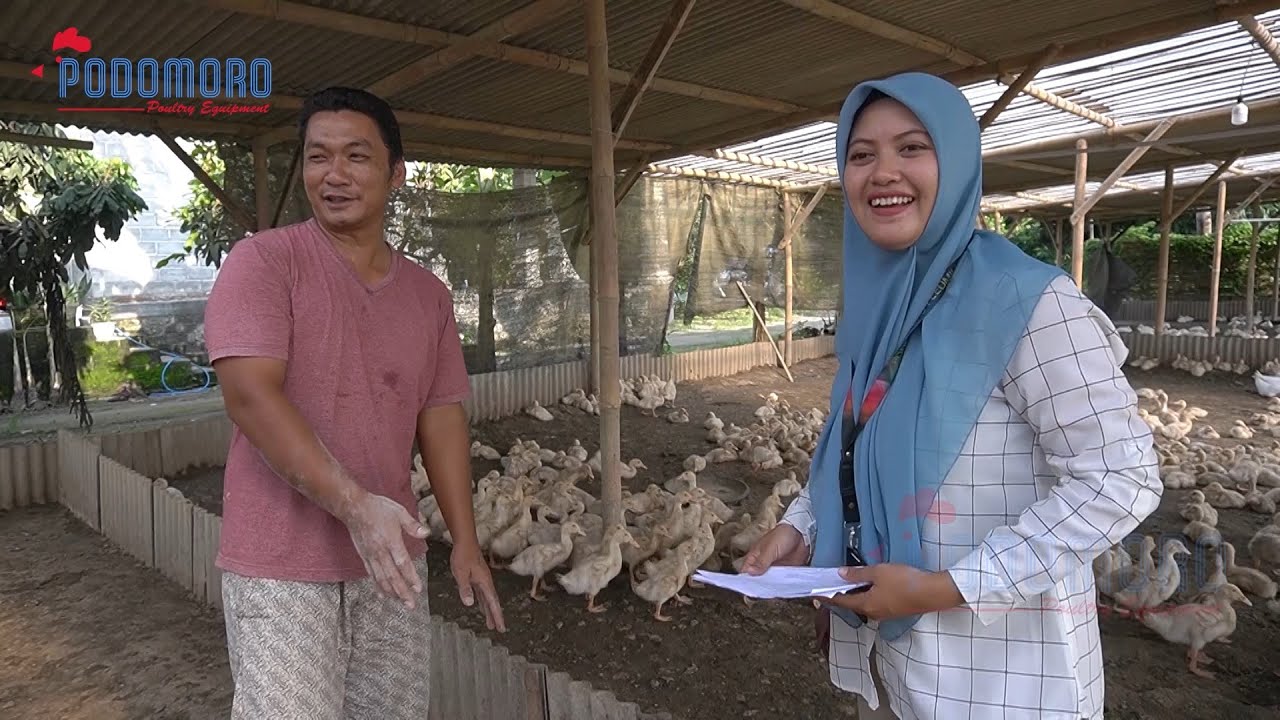 VLOG #10 || KUNJUNGAN KANDANG || KEMITRAAN BEBEK PEDAGING (PART 2)