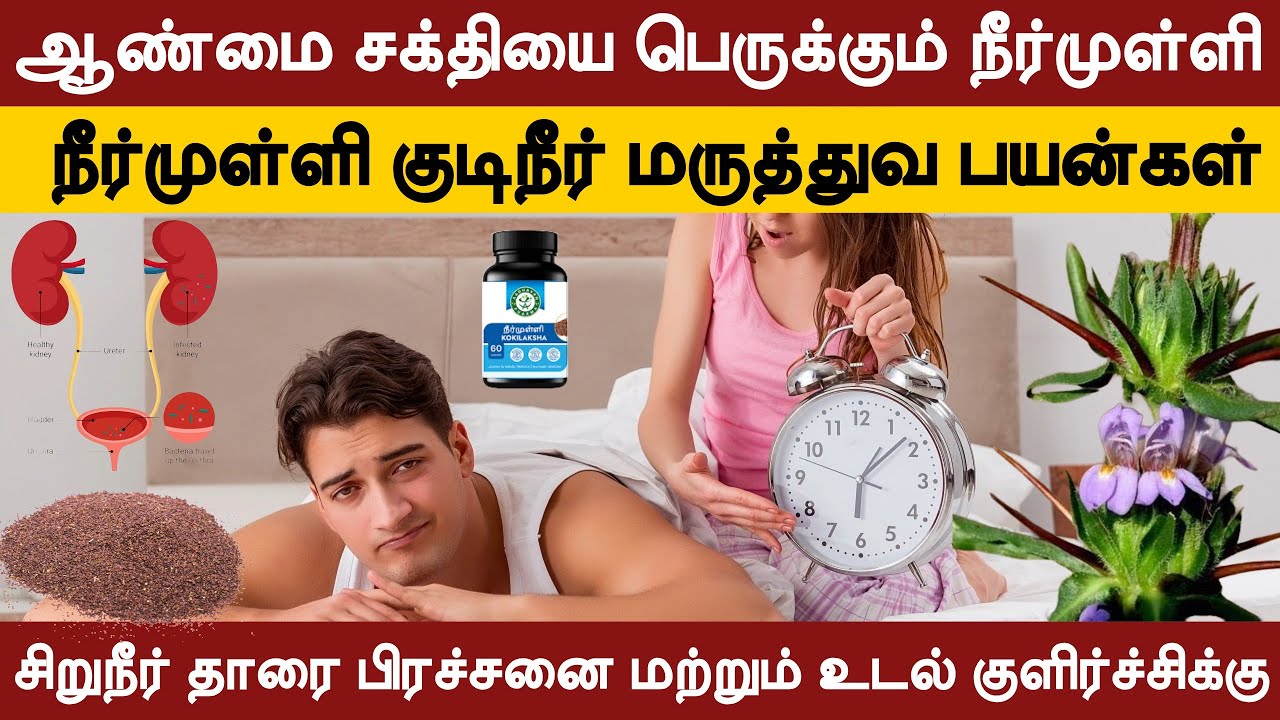 ஆண்மை சக்தியை பெருக்க நீர்முள்ளி| நீர்முள்ளி குடிநீர் பயன்கள்| சிறுநீர் தாரை &  உடல் குளிர்ச்சிக்கு