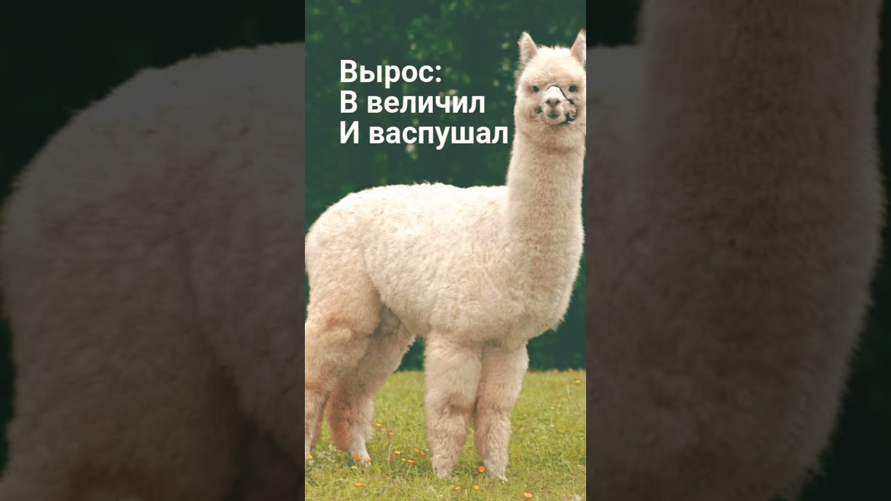 пов: вырос,в величил,и васпушал.