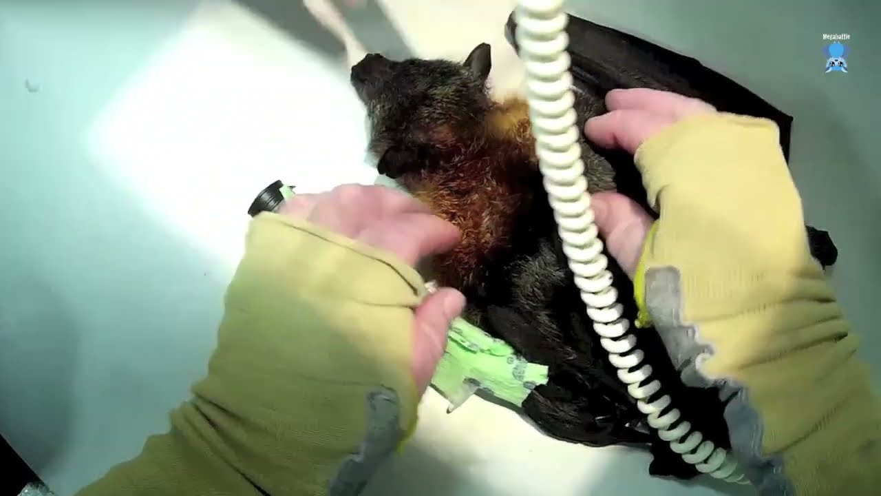 Splitz part 2:  injured flying-fox at the vet