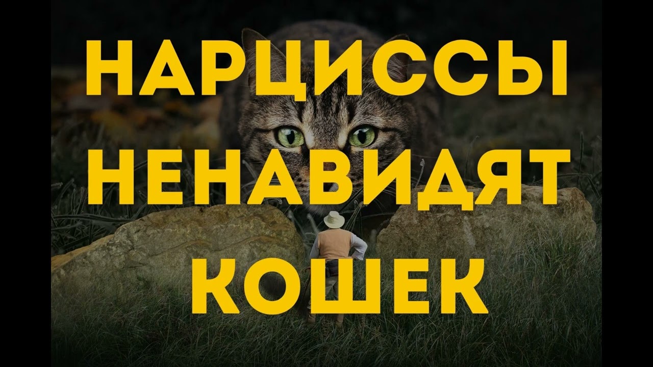 Нарциссы ненавидят кошек
