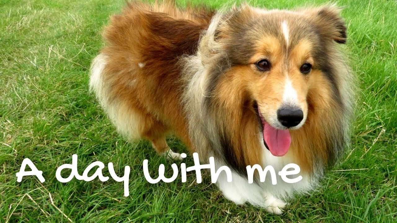 Sheltie daily life 🐶
