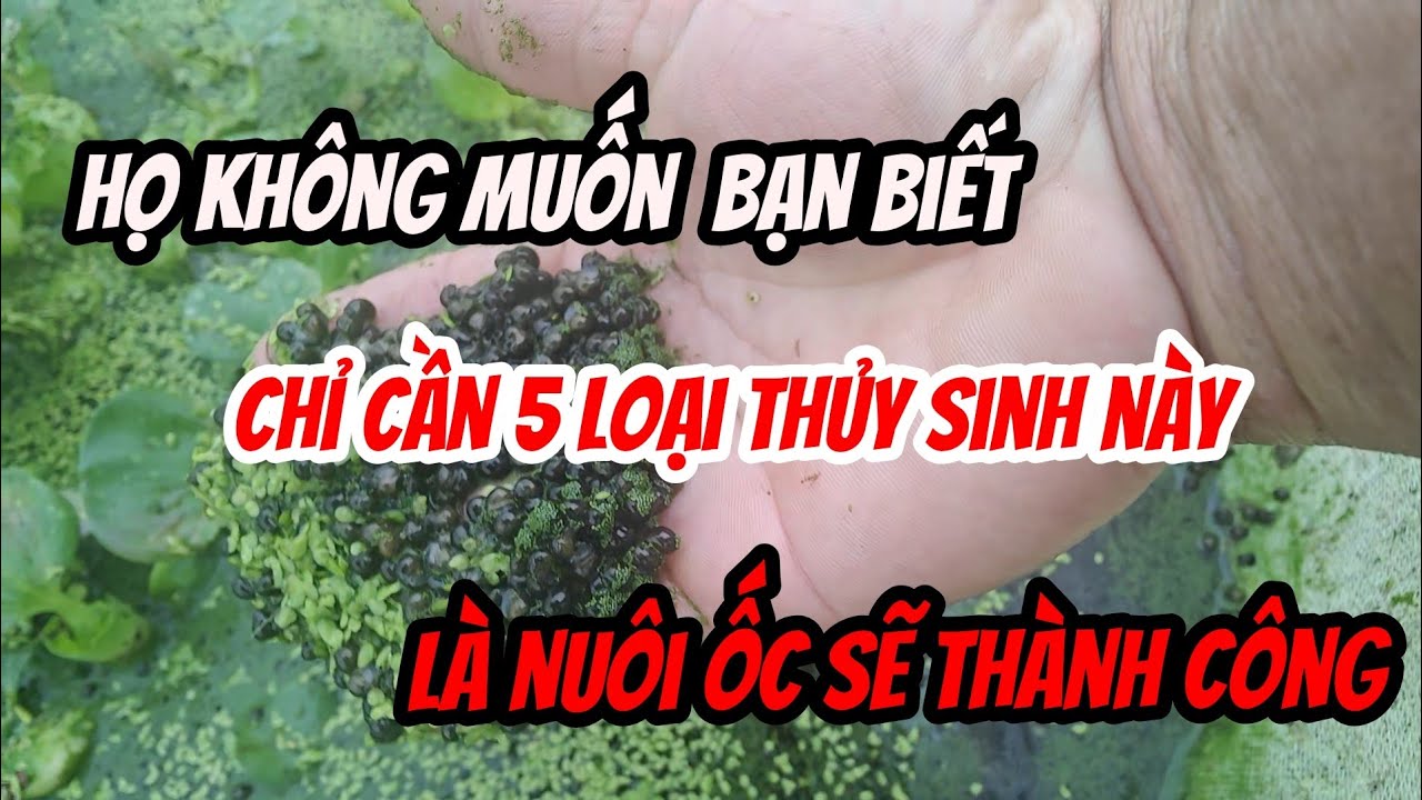 5 loại  cây giúp tôi tạo lên thương hiệu trại ốc của mình 