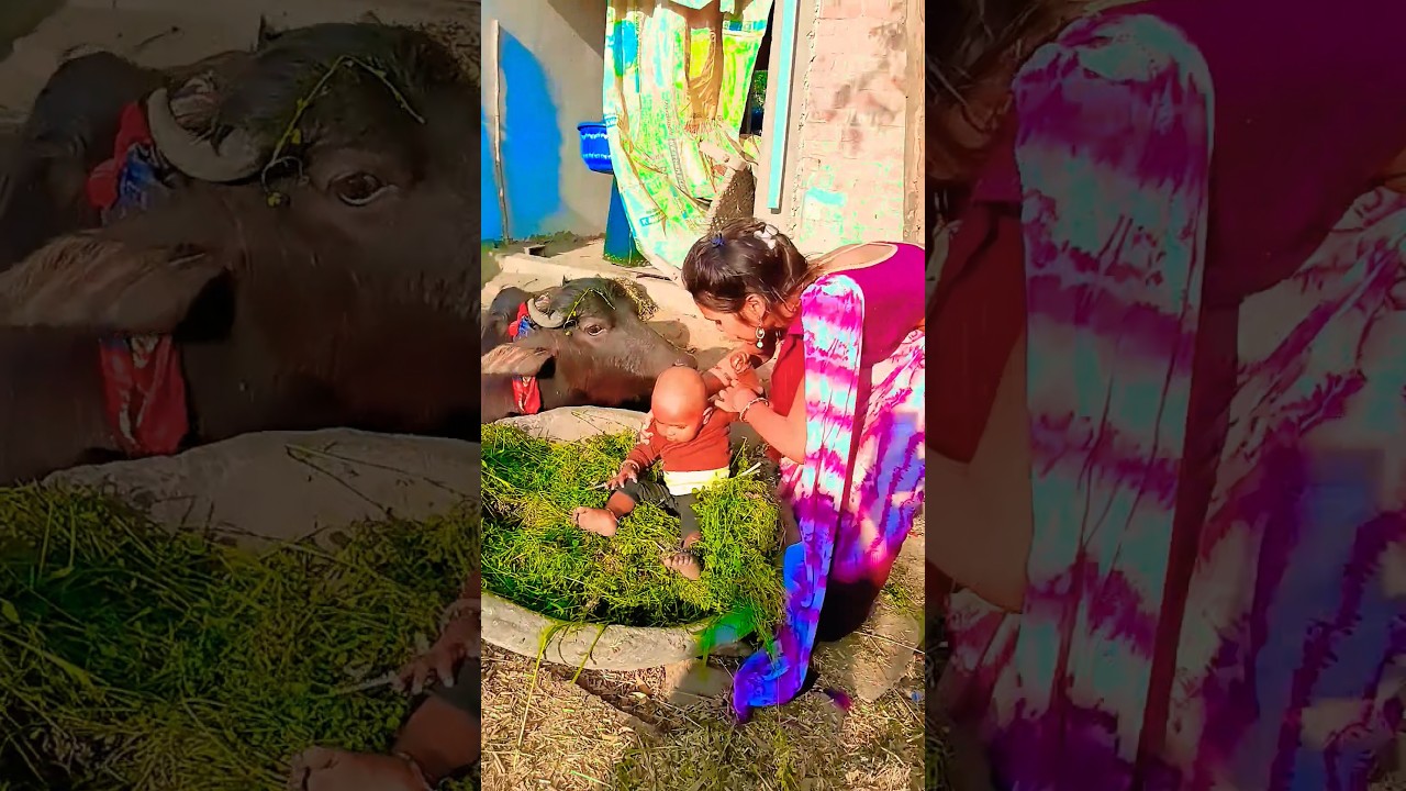 chandniya lori lori lori #youtubeshorts #shortvideo #viralvideo