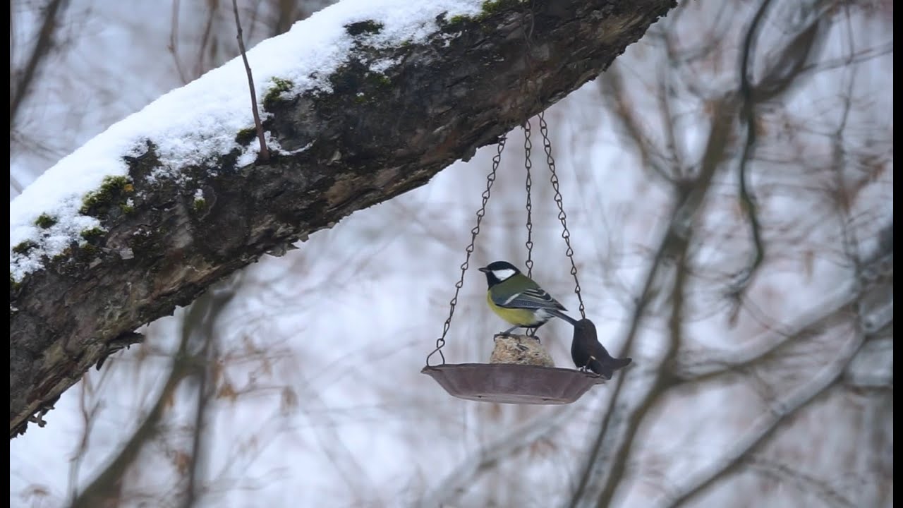 Žiemos Paukščiai | Winter Birds - 1