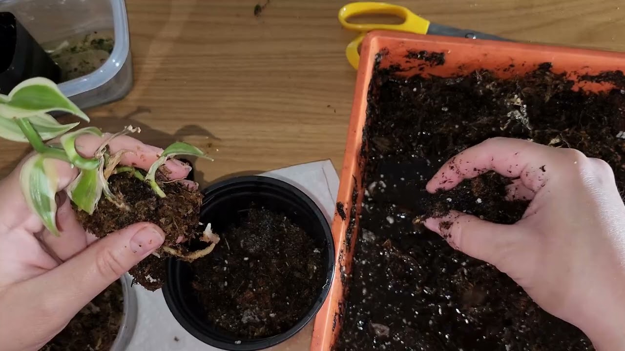 'Super' Vanilla Variegated Orchid First Up-Potting 3 January 2026 #vanillaorchid #orchids