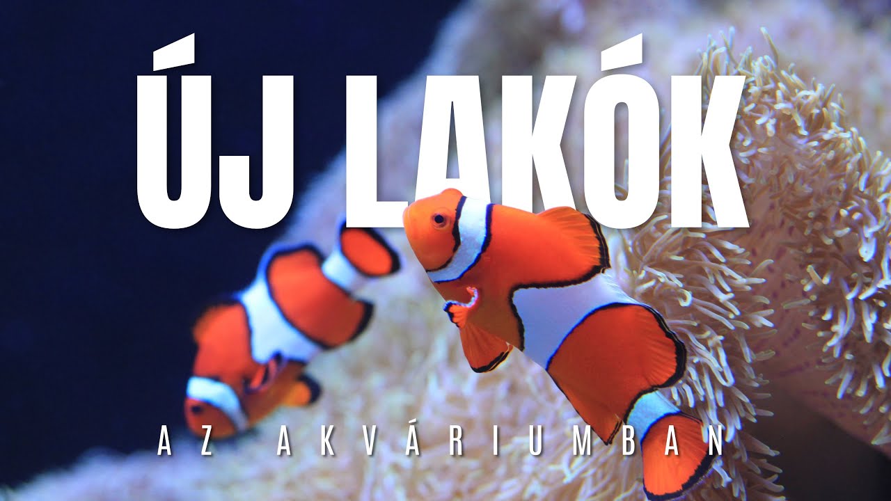 Bohóchalak beköltöznek! 🐠 És jönnek a korallok is 🌿 | Tengeri akvarisztika
