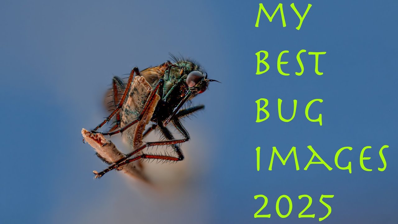 Insect Photography - My Best Insect Shots 2025