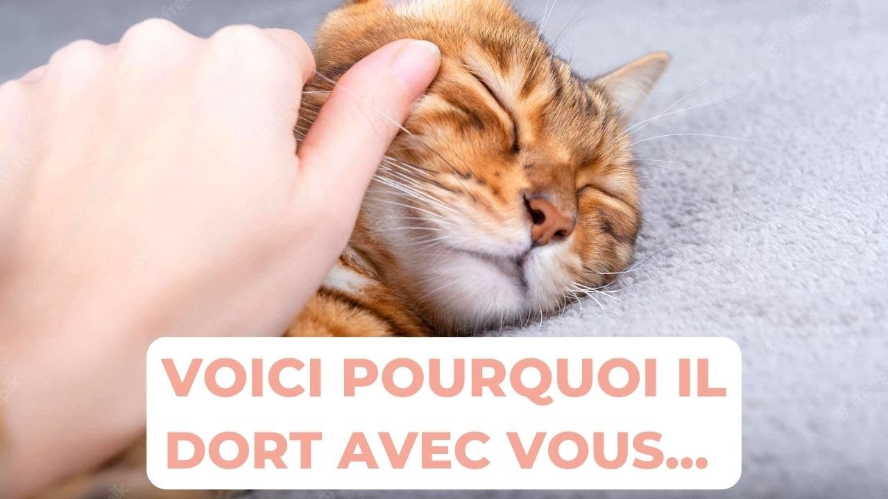 VOTRE CHAT DORT AVEC VOUS LA NUIT ? 😴 (ce n'est pas ce que vous croyez)