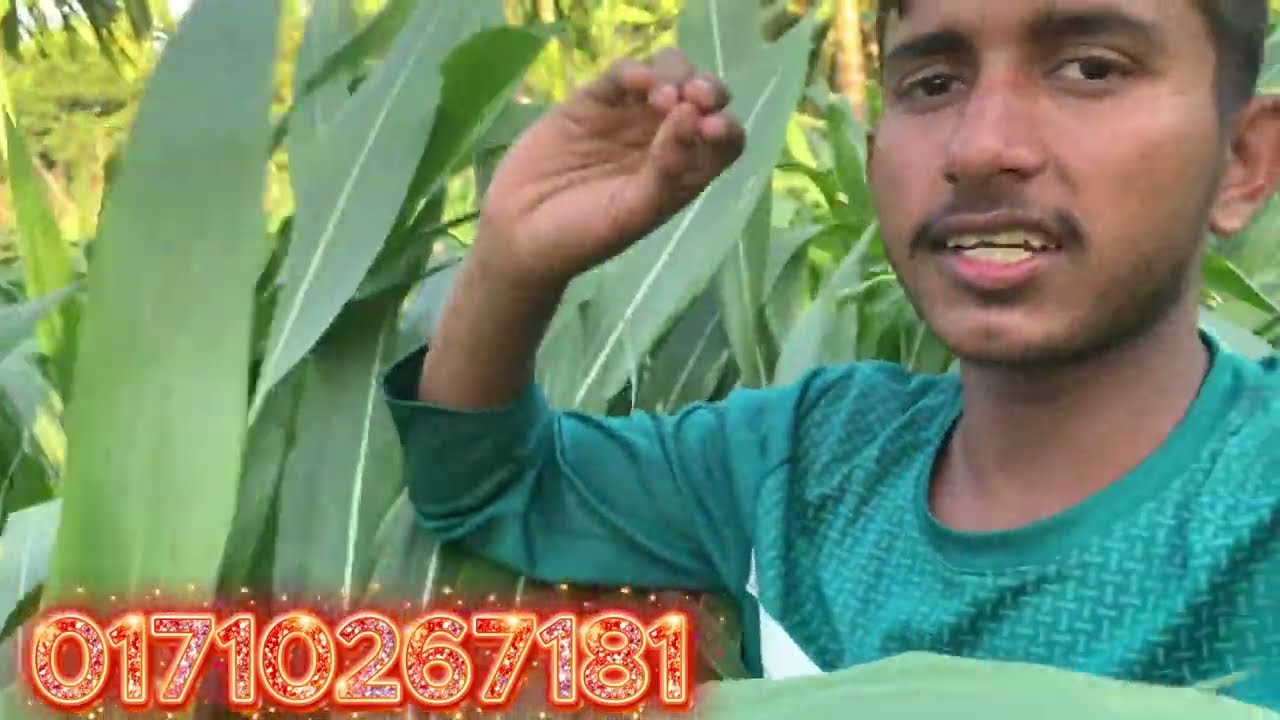 গুয়াতেমালা হাইব্রিড ঘাস চাষ পদ্ধতি | কম খরচে বেশি ফলন | গরুর সেরা ঘাস