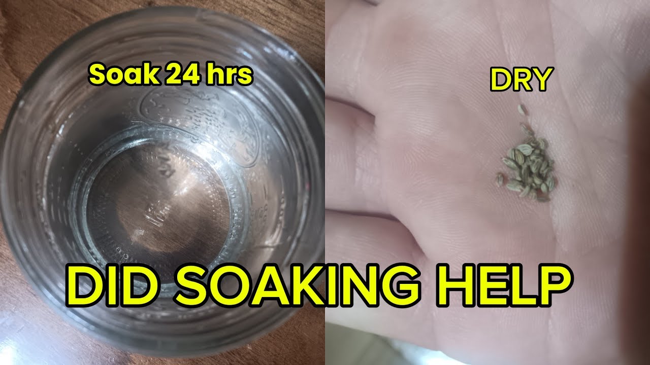 Parsley Seed Germination Hack: does Soaking Actually Works?