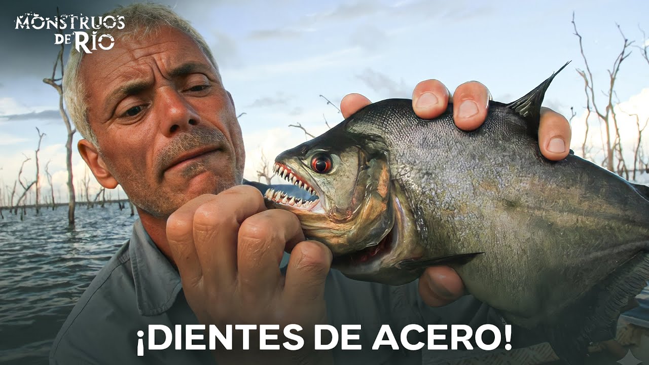 Las Pirañas Más Agresivas Que Jeremy Wade Ha Encontrado | Monstruos de Río