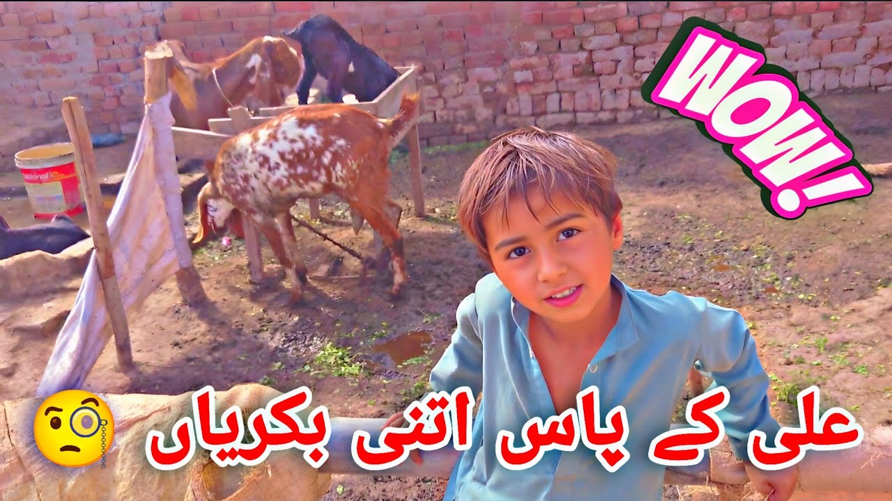 Ali ne itni saari bakriyan kahan se lein 😱 Village Life Vlog 98 | Pakistan Village Culture Life 🧬🌿