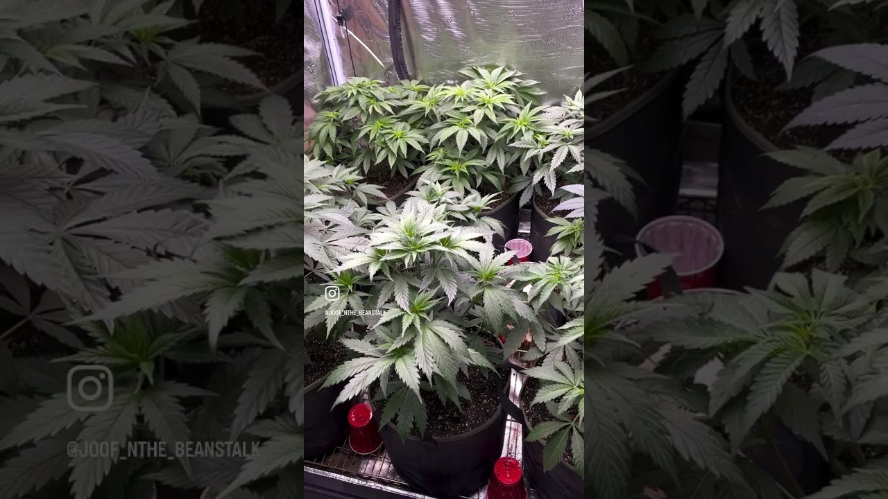 @joof_nthe_beanstalk Kicking off another start of flower 🌺 #OpticLED