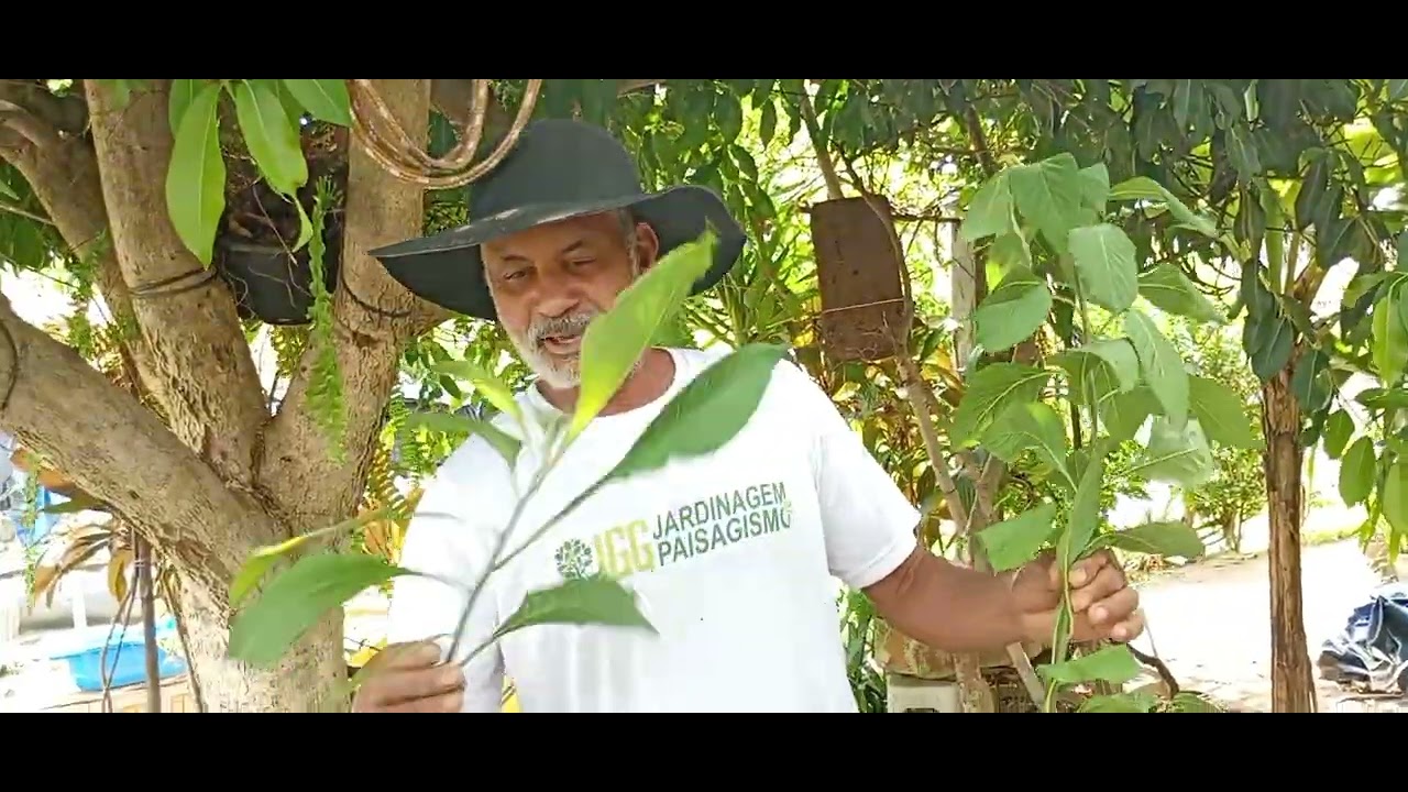 Hoje eu vou mostrar algumas plantas tóxicas e não tóxicas 