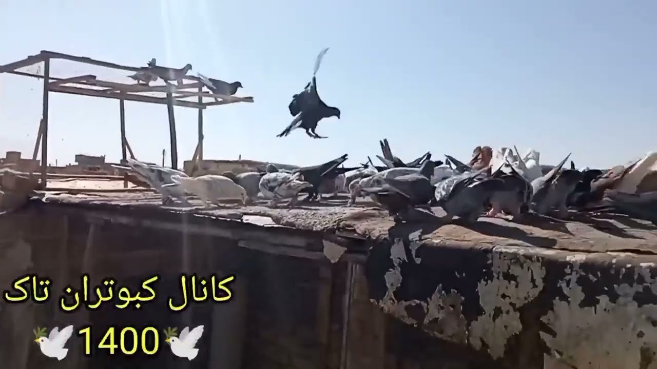 کبوتر بازی#کفتر بازی (تمرینی)