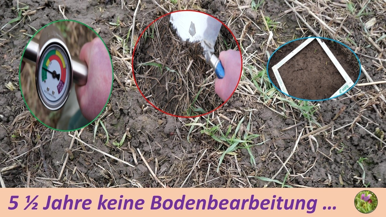 5,5 Jahre keine Bodenbearbeitung im Vergleich zu intensiver Mulchsaat