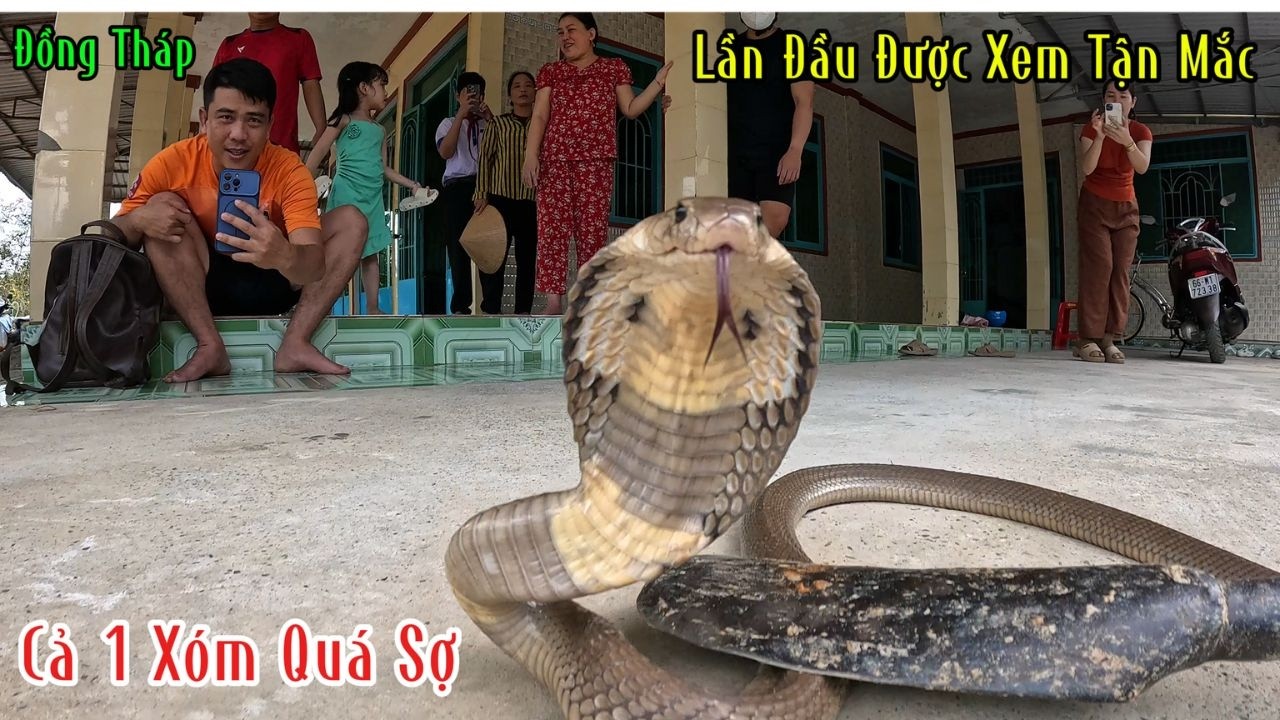 Cả 1 Xóm Lo Sợ Vì Khu Này Hiện Tại Bây Giờ Rắn Hổ Mang Quá Nhiều | Mười Thương Săn Bắt