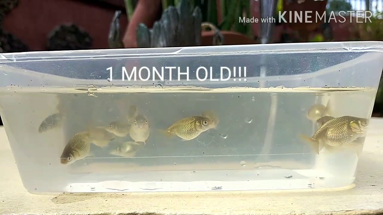 Goldfish fry(Ranchu) update 0-1 month #goldfish #goldfishfry #ranchufry
