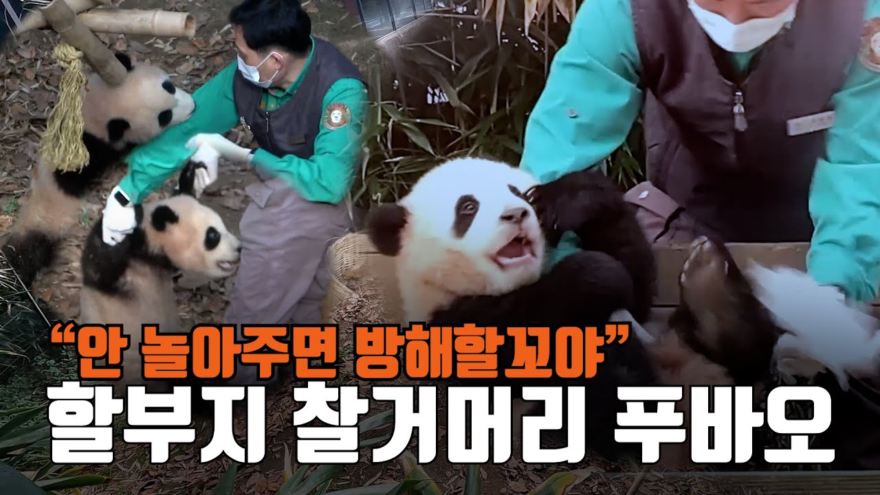 미운 8개월 판린이? 할아버지가 안 놀아준다고 떼쓰는 푸바오(Baby Panda 'FuBao')