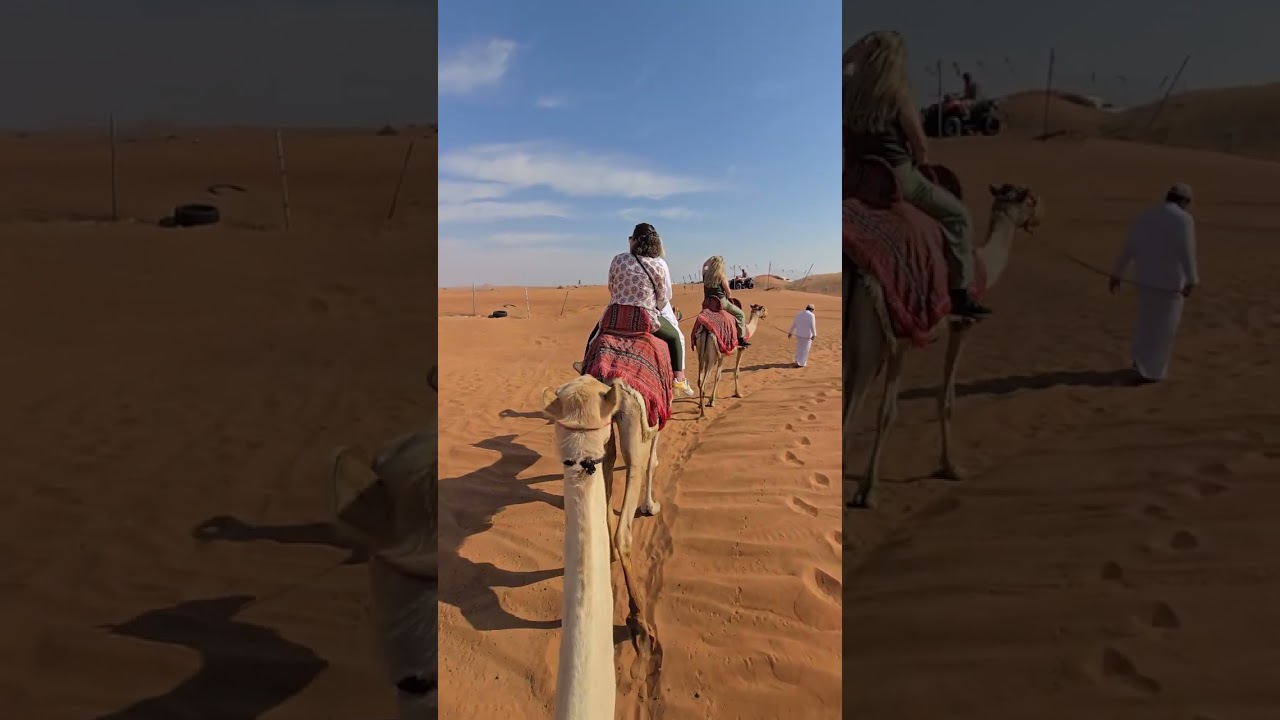 #dubai #camelriding #desert #deserttour #uae #travling