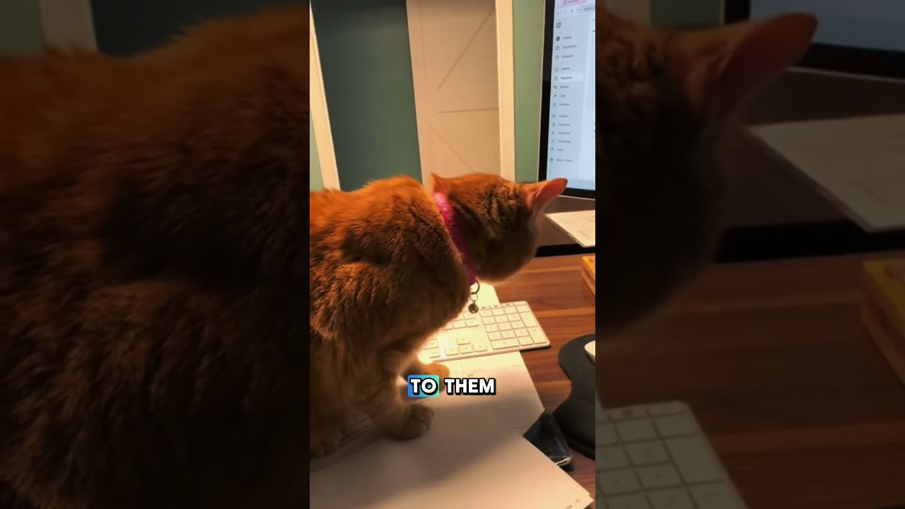 Why Cats Love Sitting on Your Work Desk 💻🐱