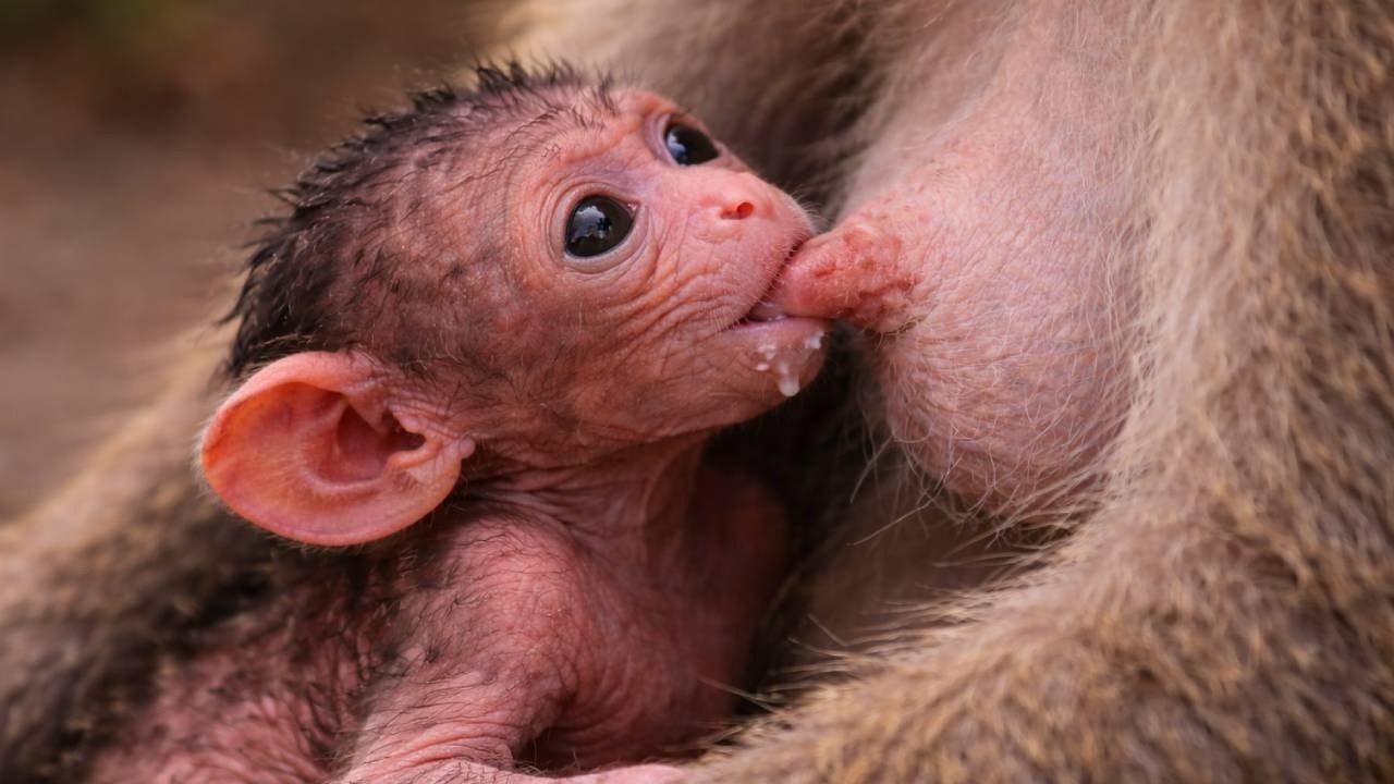 🔴 LIVE: Sweetest Moments 🐵 Mama Monkey & Baby Today
