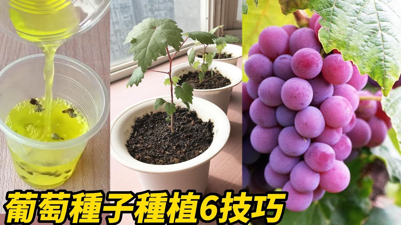 葡萄種子種植6技巧 | 6 tips for growing grape seeds