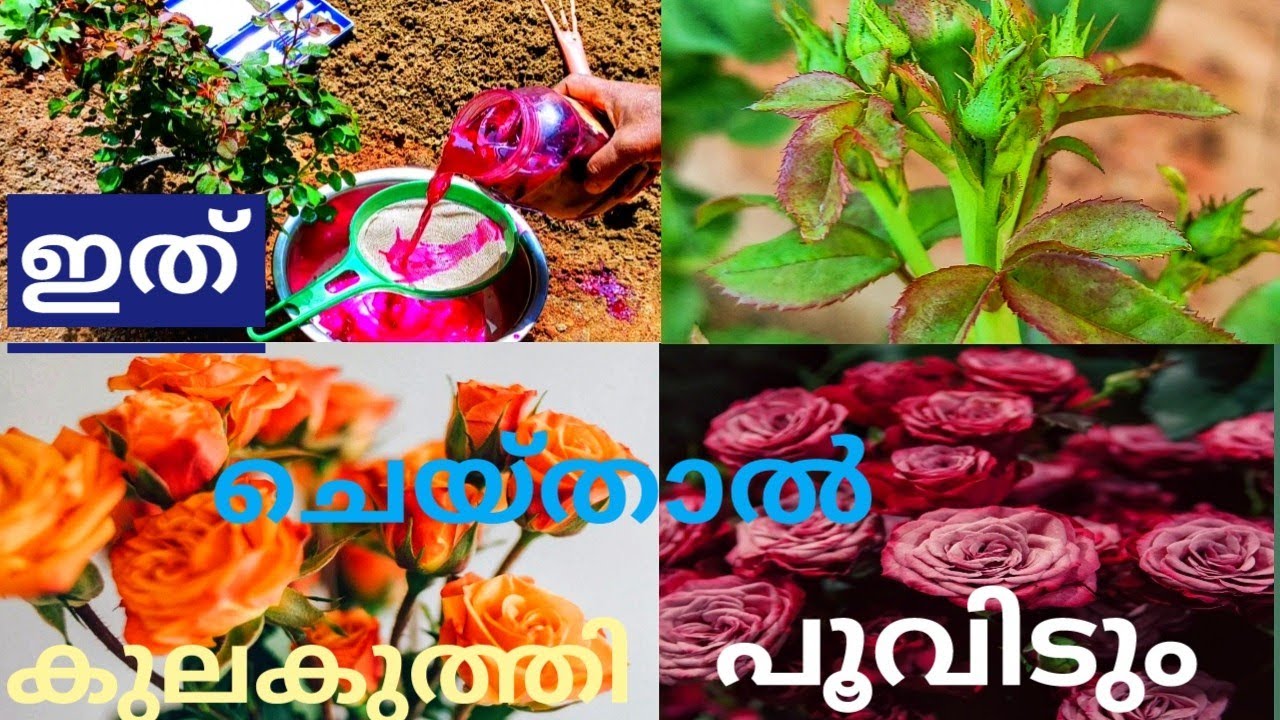 Rose Plant Growing Tips Malayalam | Rose Gardening At Home In Malayalam
