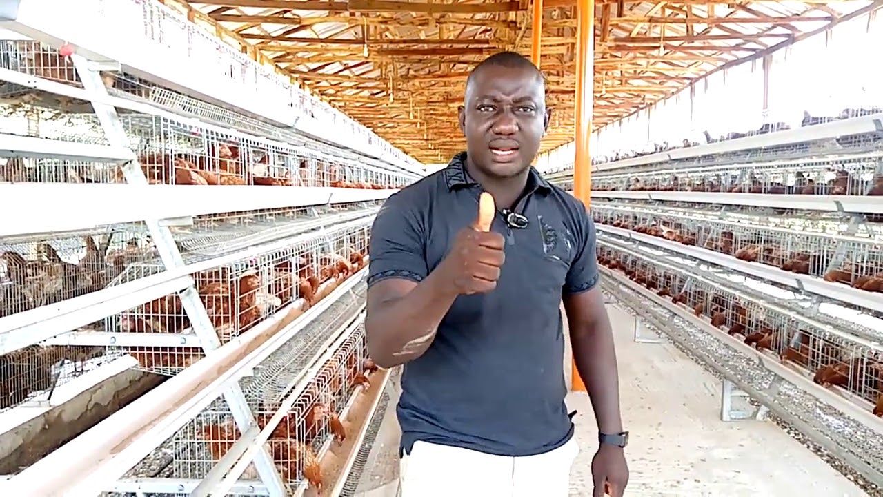 SNAIL FARMING vs POULTRY ( ABUJA )