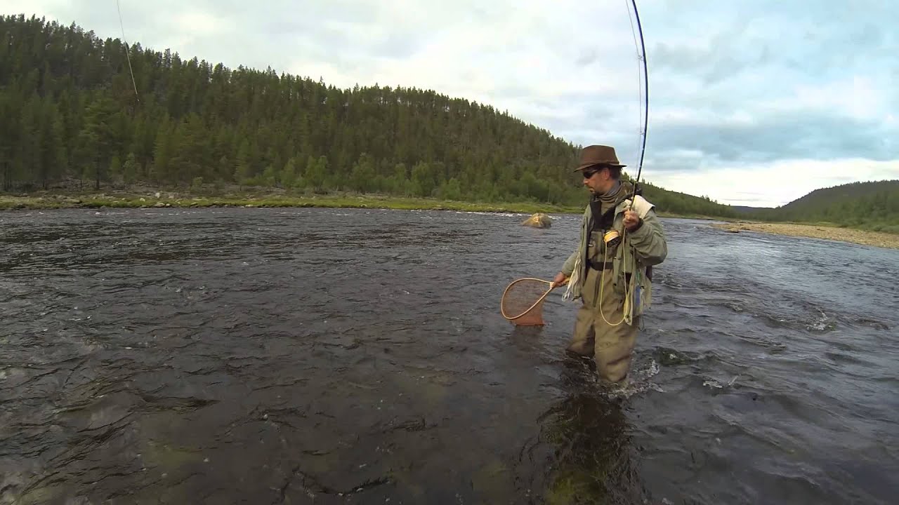 Harrin 3,5kg taimen Ivalojoesta