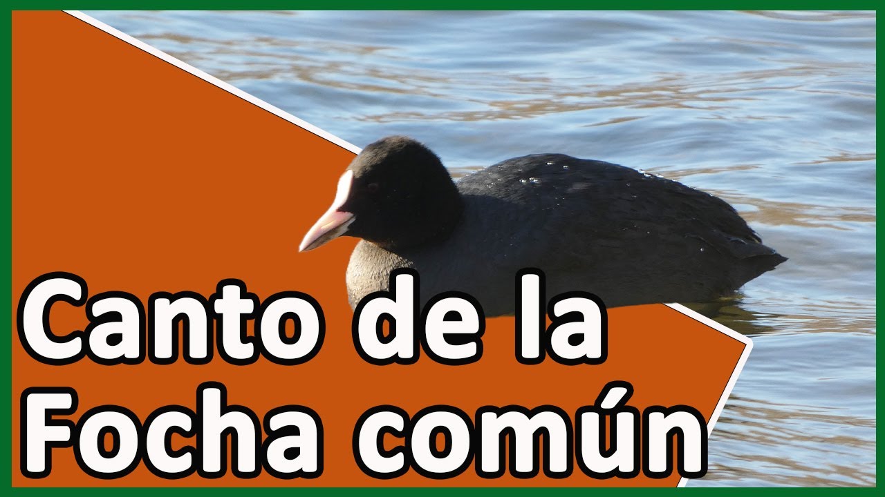 Canto de la Focha común (Fulica atra)