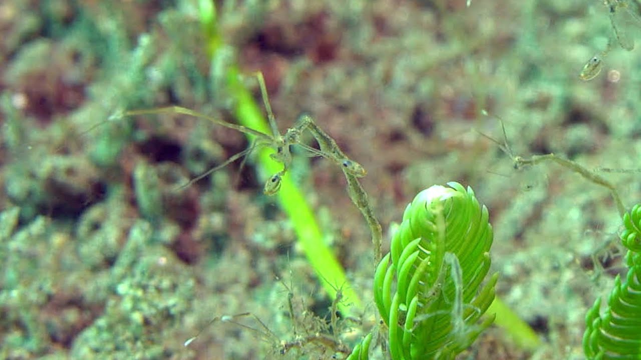 SKELETON SHRIMPS ⎜ Bizzar Marine Animals