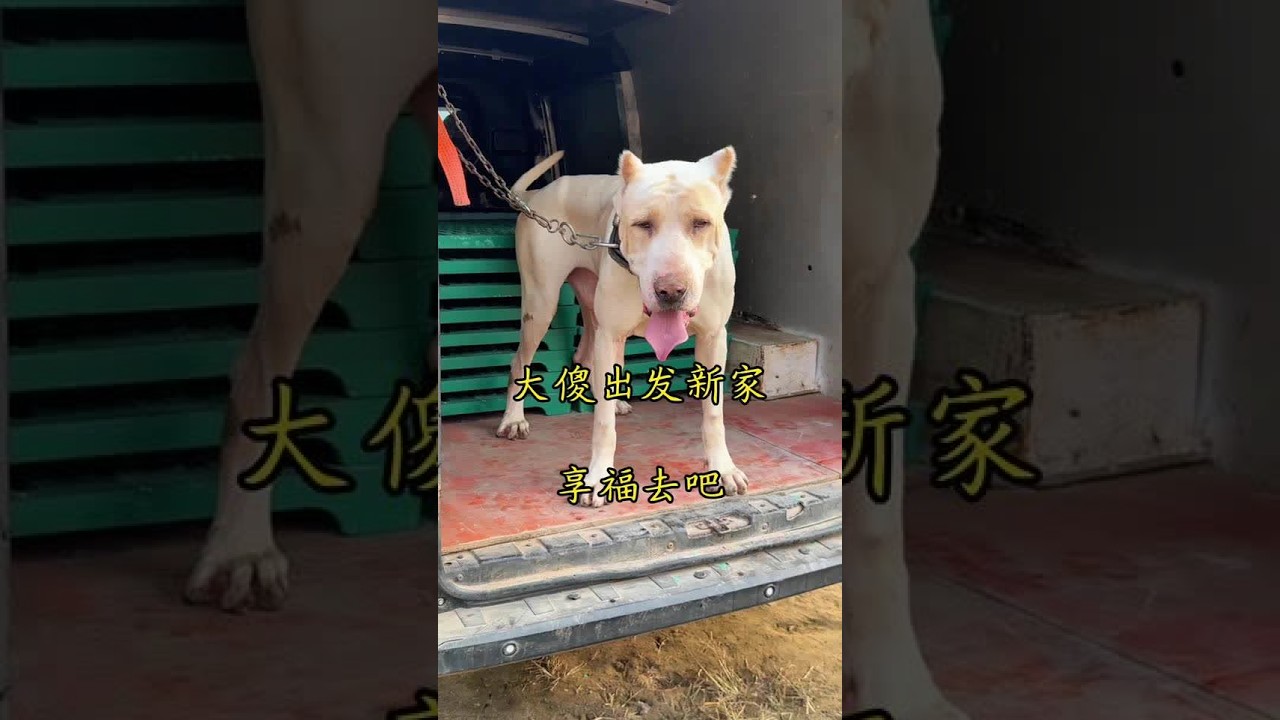 大傻出发去新家，享福去吧！#库达大傻 #沉默猛犬