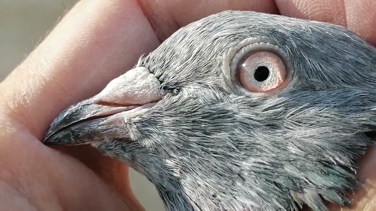 15 پیس 10000 کے 03485914506 #miangpigeon 