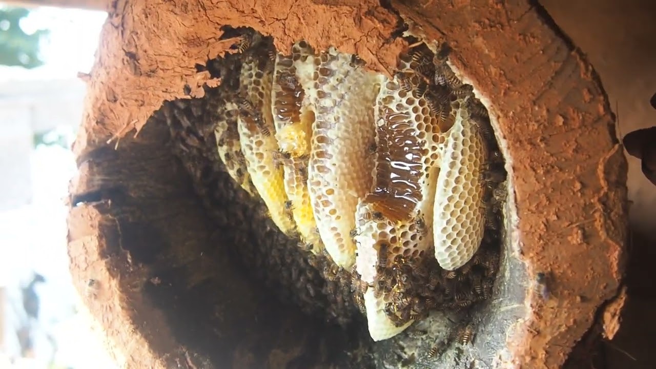 Traditional Log Hive Honey Harvesting 🐝 | Sustainable Beekeeping Practices