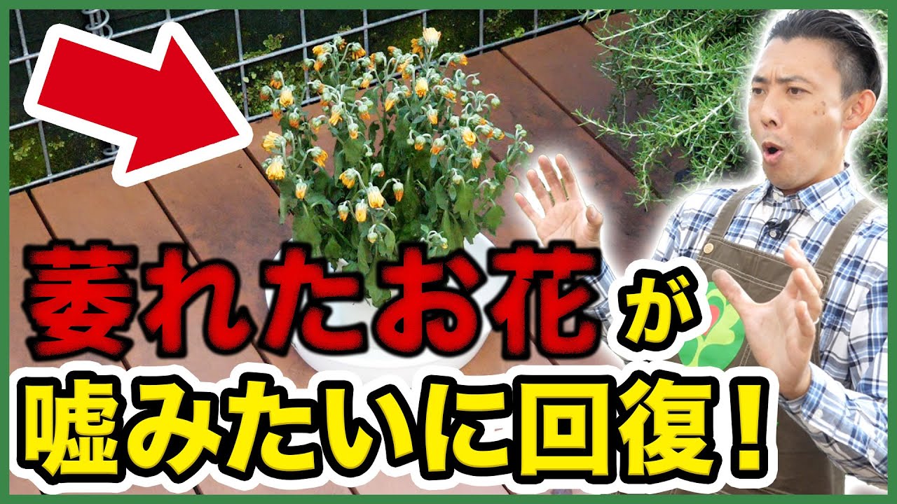 【園芸の基本】萎れたお花を復活させる方法を徹底解説！〜元気がなかったお花が嘘みたいに回復！〜【園芸塾】【ハイポネックス】