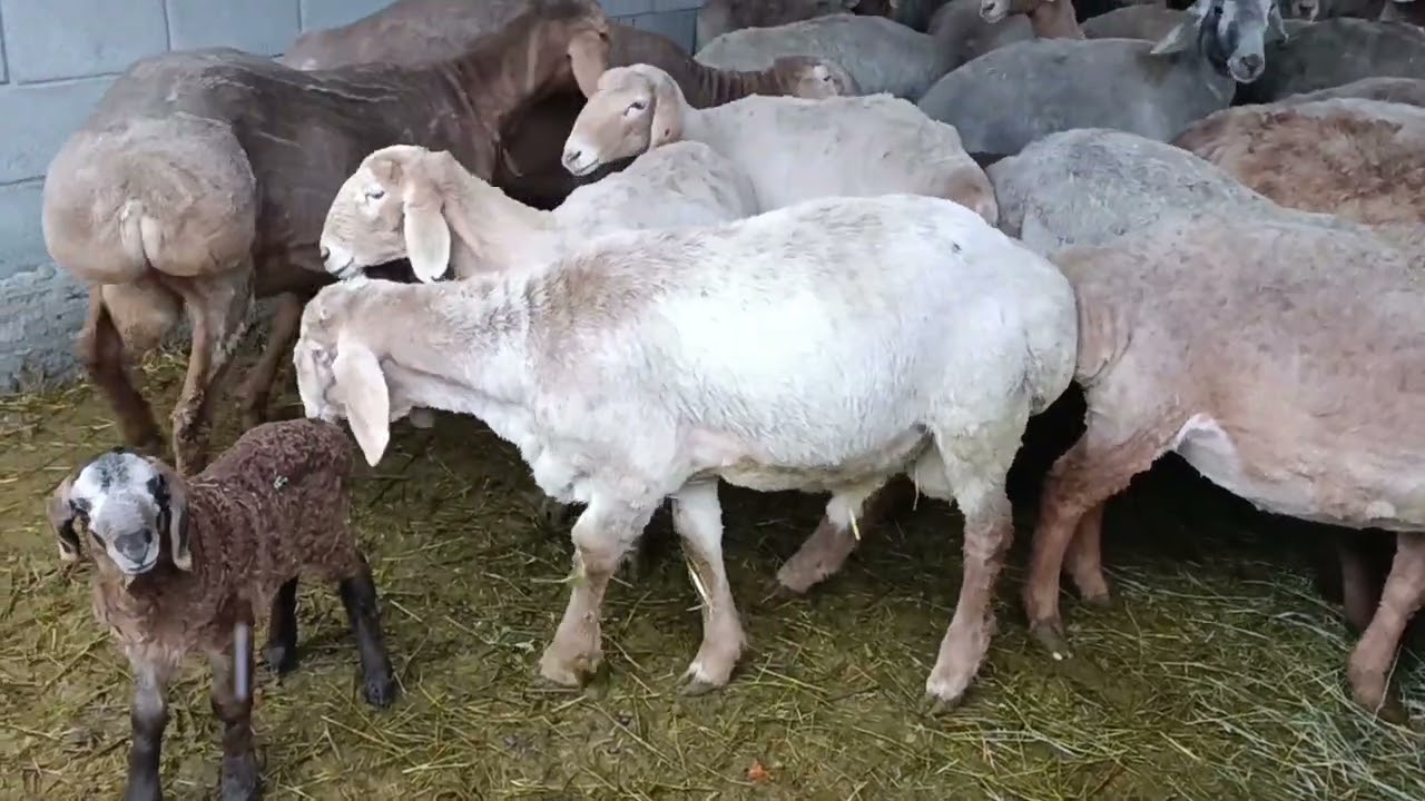 Линия кочкорлор 0703250947