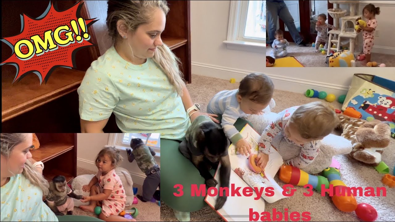 SURPRISE!!! 3 MONKEYS & 3 HUMAN BABIES 🎉🤪😅😍❤️😂