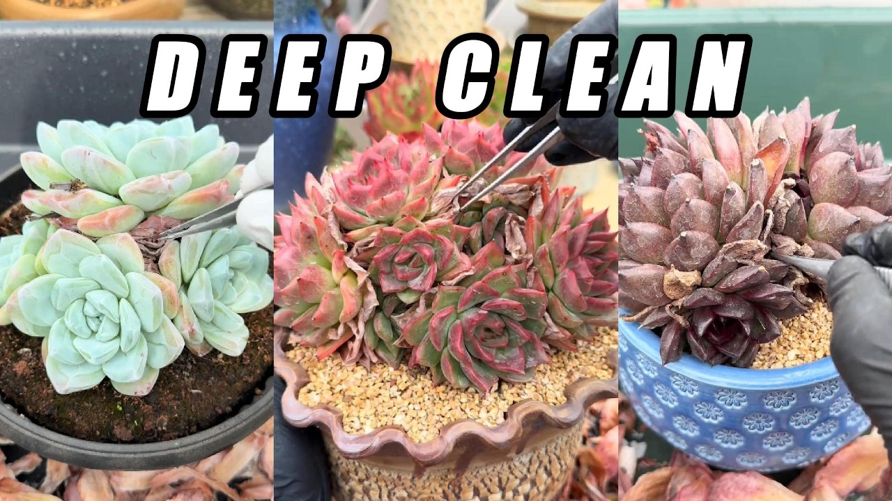 DEEP CLEAN 🌵 Ultra Crunchy Colorful Succulent Rescue | Dry Leaf Removal ASMR (No Talking)